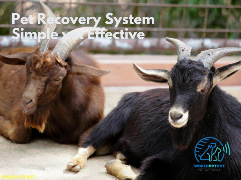 Microchip is a reliable identification form for all animals - pet recovery system